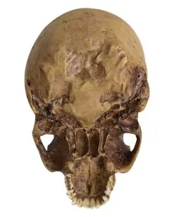 Antiker Totenschädel Ohne Unterkiefer 19cm -Halloween Geschäft antiker totenkopf ohne unterkiefer antiker totenschaedel ohne unterkiefer gothic deko 53262 04