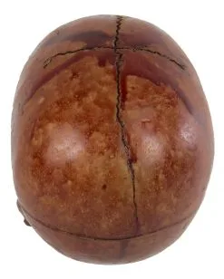 Blutiger Skull Mit Beweglichem Kiefer -Halloween Geschäft blutiger totenkopf mit beweglichem kiefer halloween skelett dekoration totenschaedel blutig 28818 3