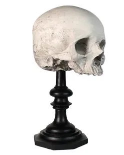 J. DOE Totenschädel Auf Sockel 20cm -Halloween Geschäft j doe totenkopf auf sockel j doe totenschaedel auf sockel j doe skull plinth gothic homware 54857 01