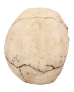 Kleiner Grinsender Totenkopf 12cm -Halloween Geschäft kleiner grinsender totenschaedel small joker skull totenkopf dekoration gothic deko 50730 05