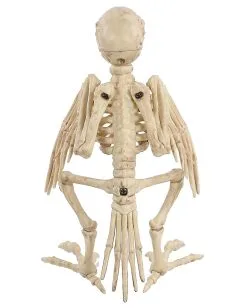 Papagei Skelett 19cm -Halloween Geschäft skelett papagei skeleton parrot halloween dekoration 52638 04