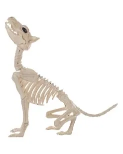 Werwolf Skelett 70cm -Halloween Geschäft werwolf skelett werwolf skeleton halloween skelett halloween deko 52649 03
